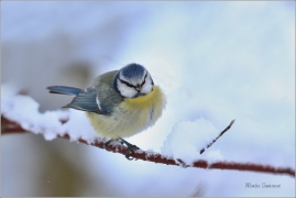 <p>SÝKORA MODŘINKA (Cyanistes caeruleus) ---- /Eurasian blue tit - Blaumeise/</p>